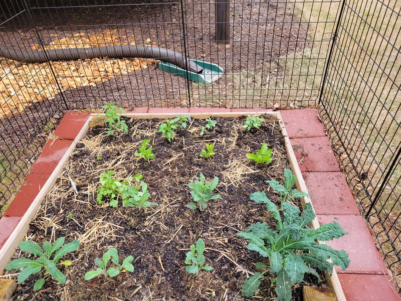 Before Miracle-Gro® Performance Organics