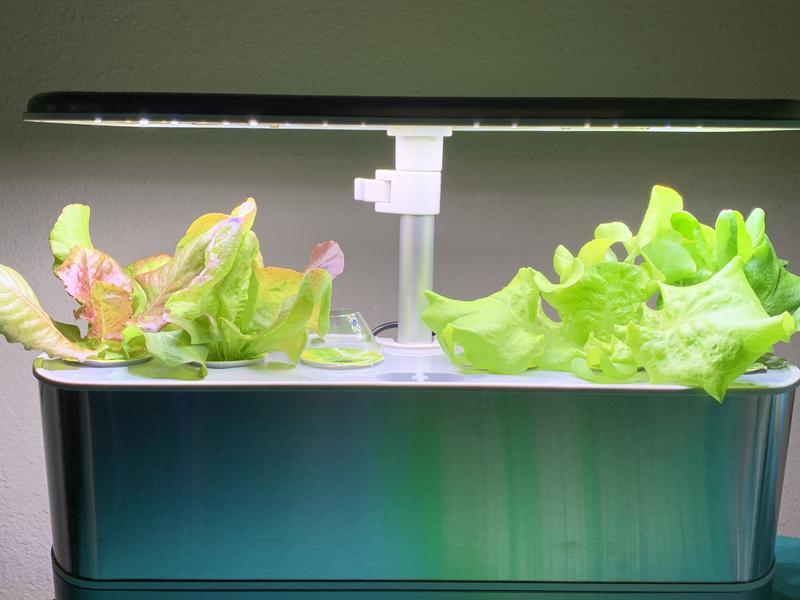 Elite Slim approx Day 18