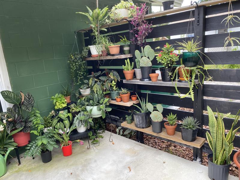 All the plants love it!