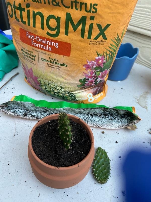 Miracle-Gro Cactus, Palm & Citrus Potting Mix | ScottsMiracle-Gro US