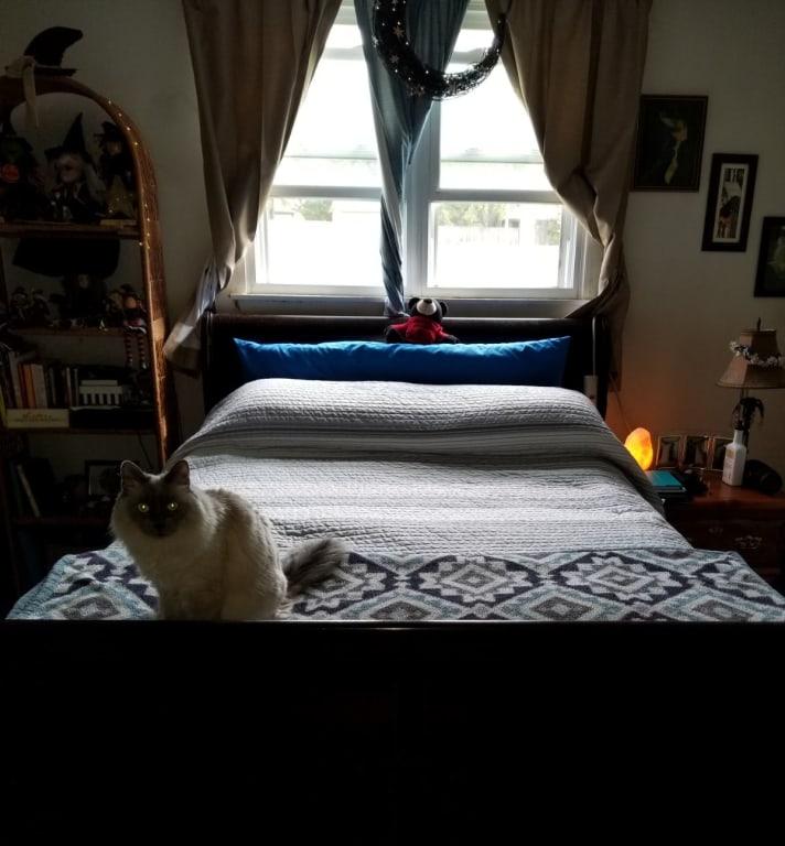 Our cat loves it too
