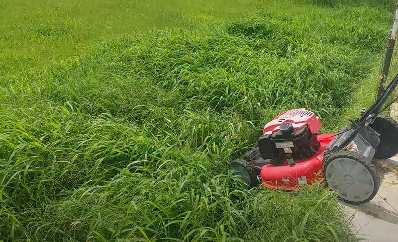Condition of yard before first mowing with Senix