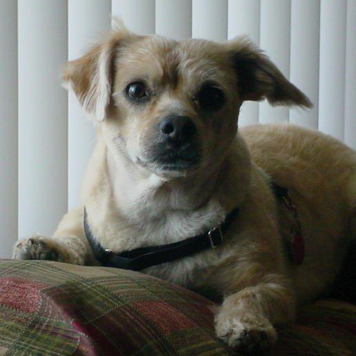 sentry petrodex enzymatic toothpaste for dogs uk