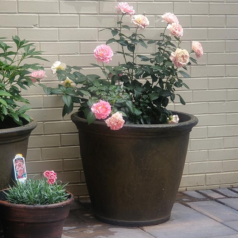24-Inch Rust Finish 4-Pack Details about   Sunnydaze Anjelica Outdoor Flower Pot Planter 