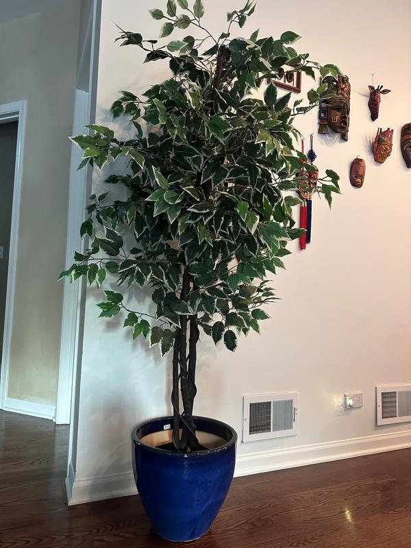 Planter & Plant