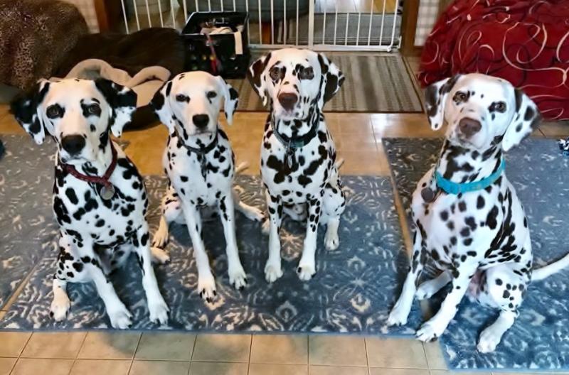 Champion shedders! Shark Rockets are great on dog hair.