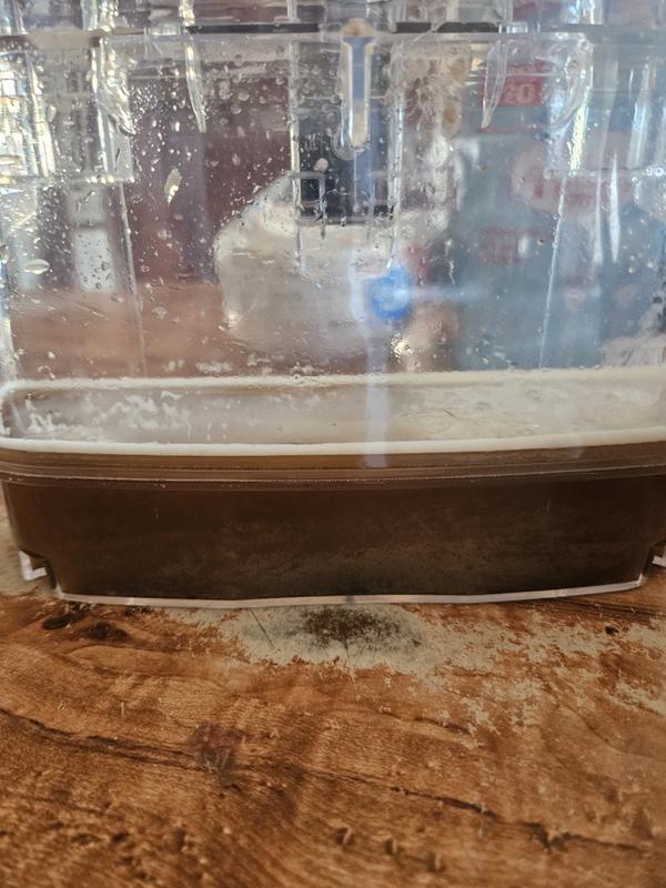 The brown water after I finished cleaning my mattress!