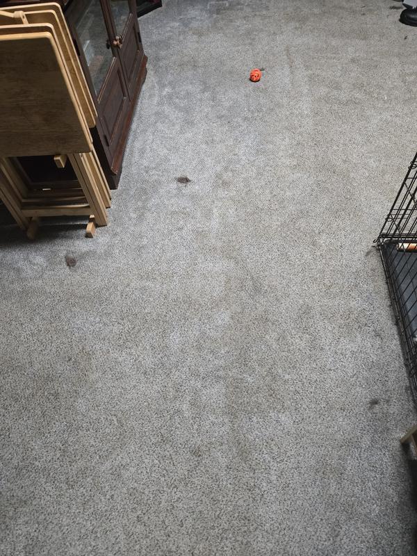 Not any cleaner than it was before and was vacuumed prior to shampooing with a Shark vacuum!!!