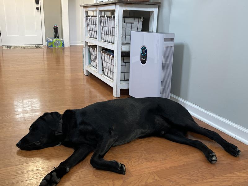 100% dog certified and air cleaned