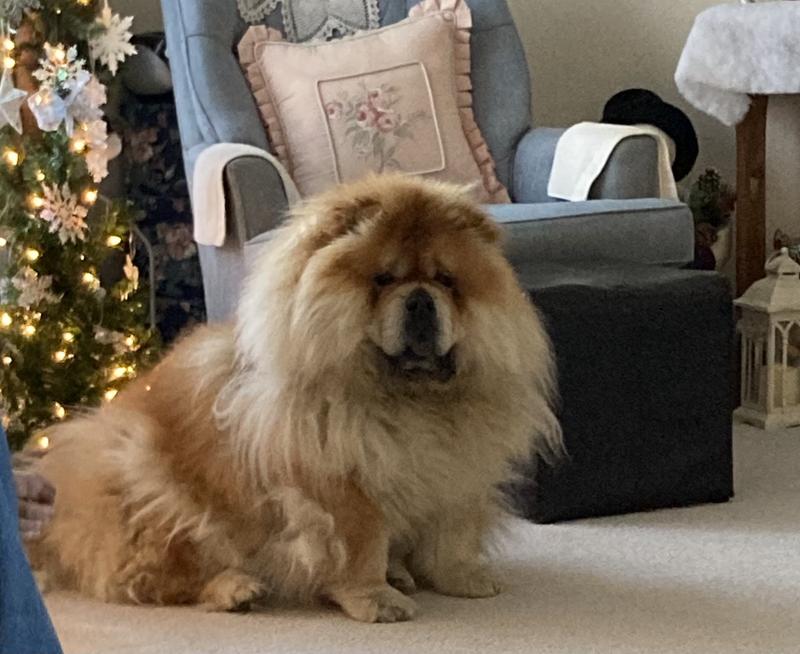 Her fur doesn’t kill the Shark doesn’t even slowed down it down.