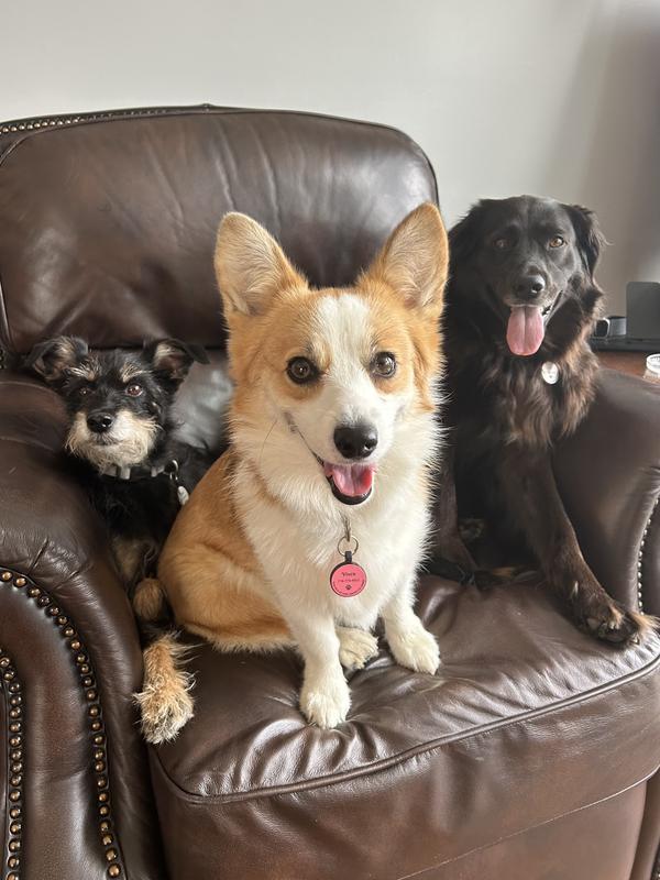 Mac, Vixen, Lido (our 3 dogs)