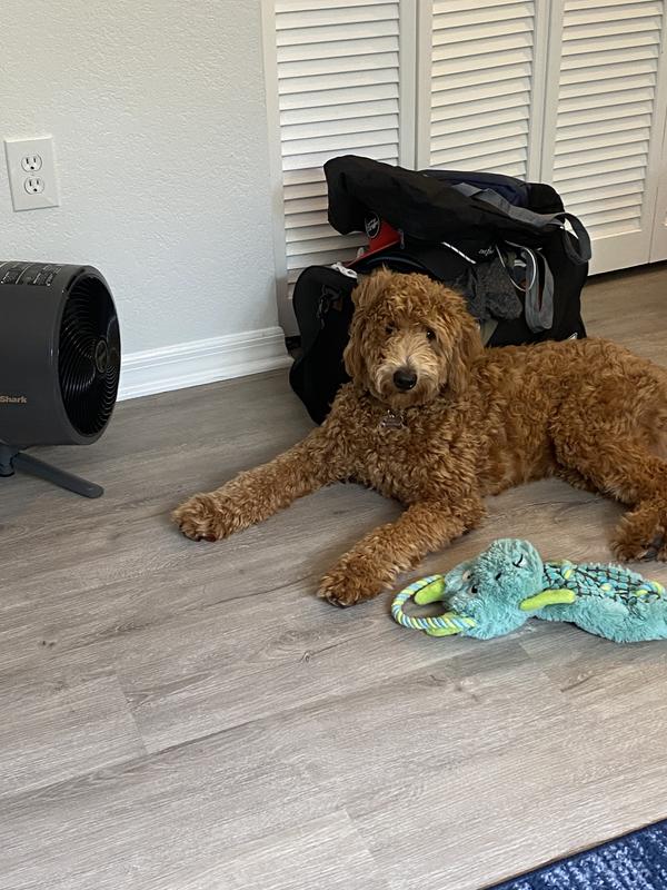 Ollie loving the tan