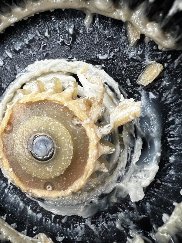 Gears of the food processor