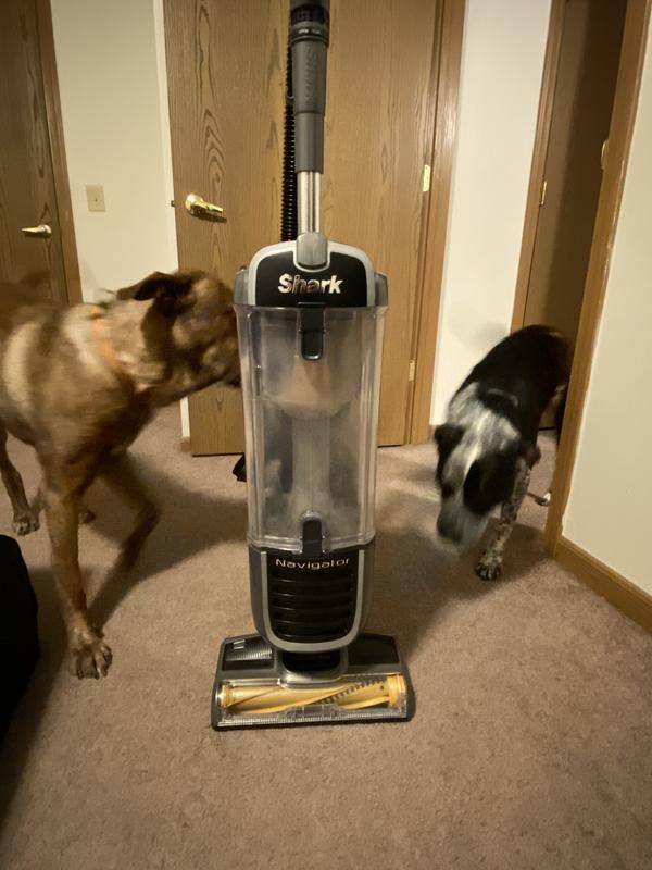 Even the dogs love the cleaning