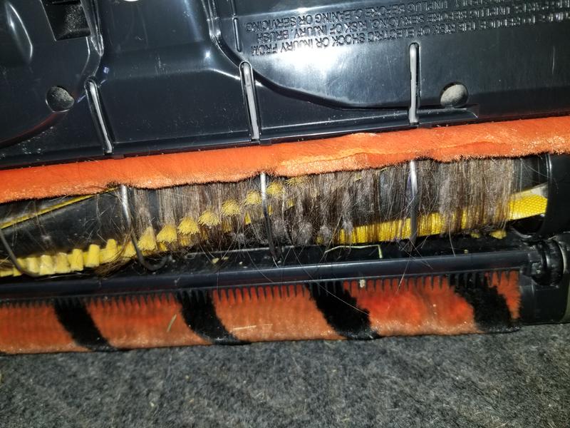 No dogs. 3 daughters with long hair