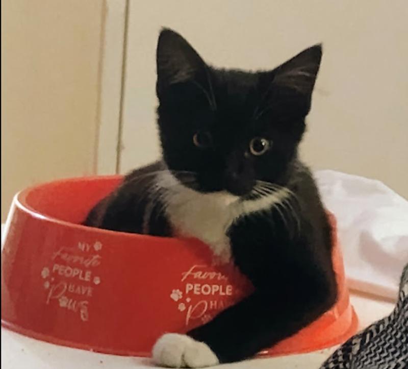 Fill my bowl with Sheba