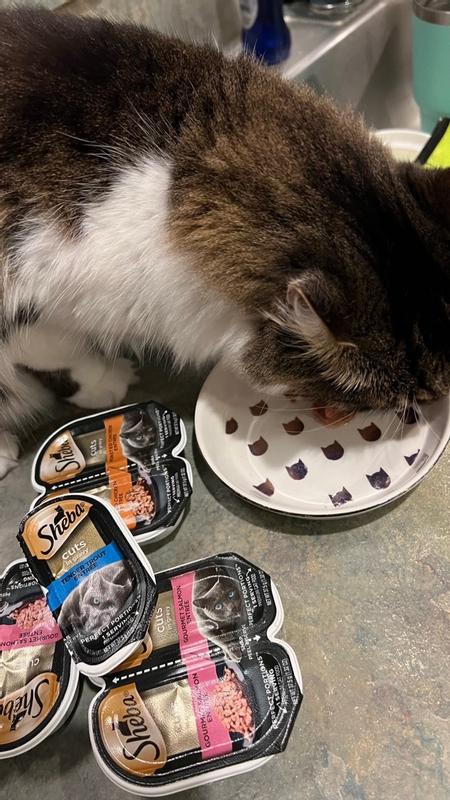 SHEBA Wet Cat Food Cuts in Gravy Variety Pack Roasted Chicken