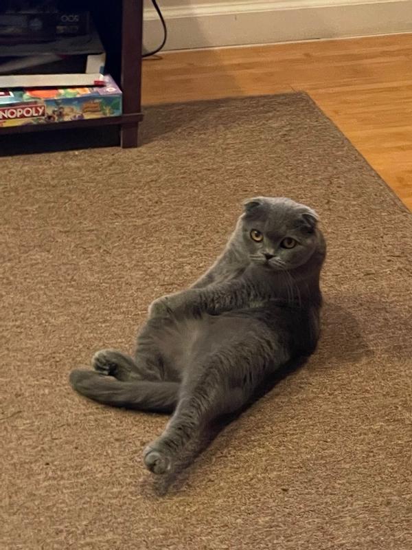 Photo - commentaire 1.