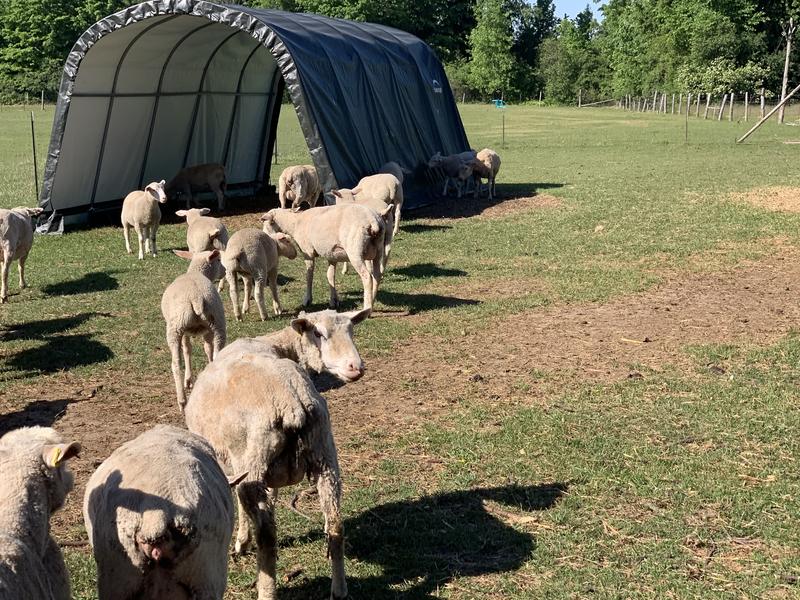 Canvas is black not green