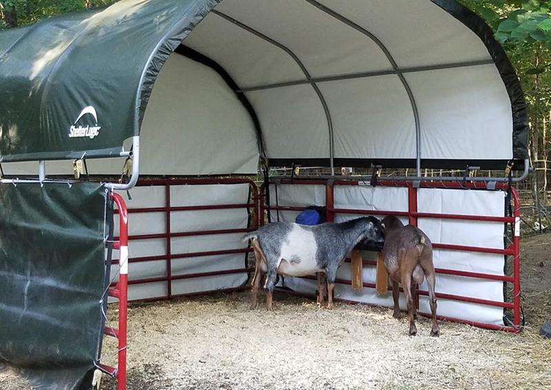 A new shelter for my bucks!