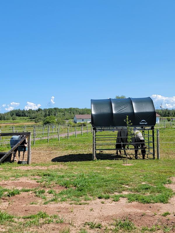 Photo - commentaire 4.