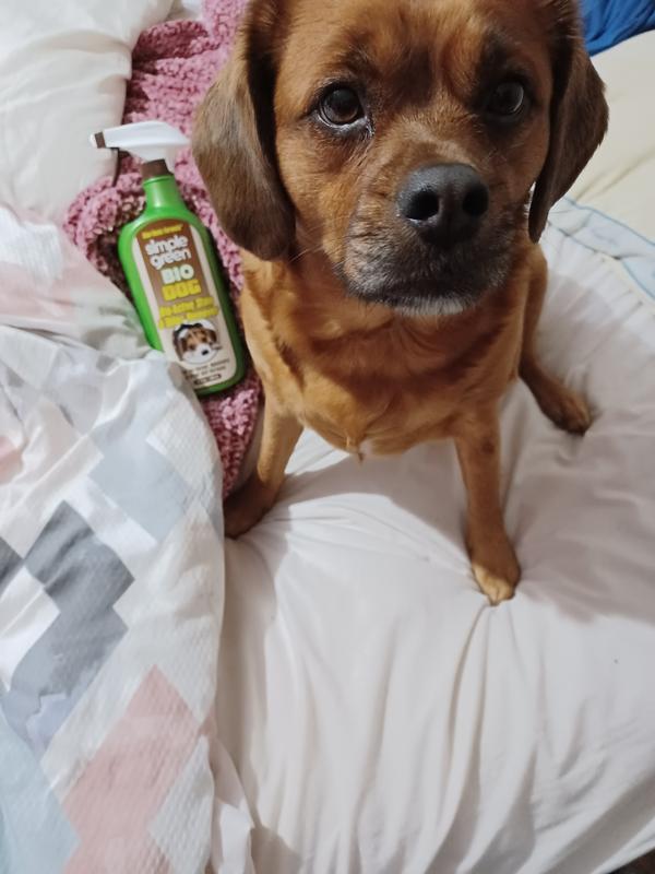 Pet Stain Odor Remover Dog Formula 1 Gal. True Value