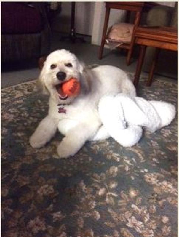 Photo - commentaire&nbsp;1.