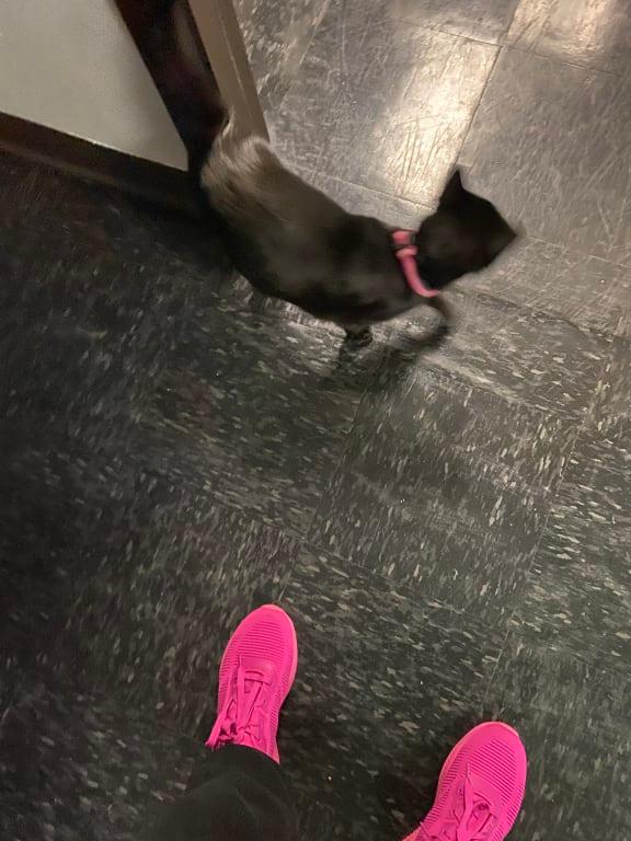 SHOES MATCH MEOWMEOS COLLAR