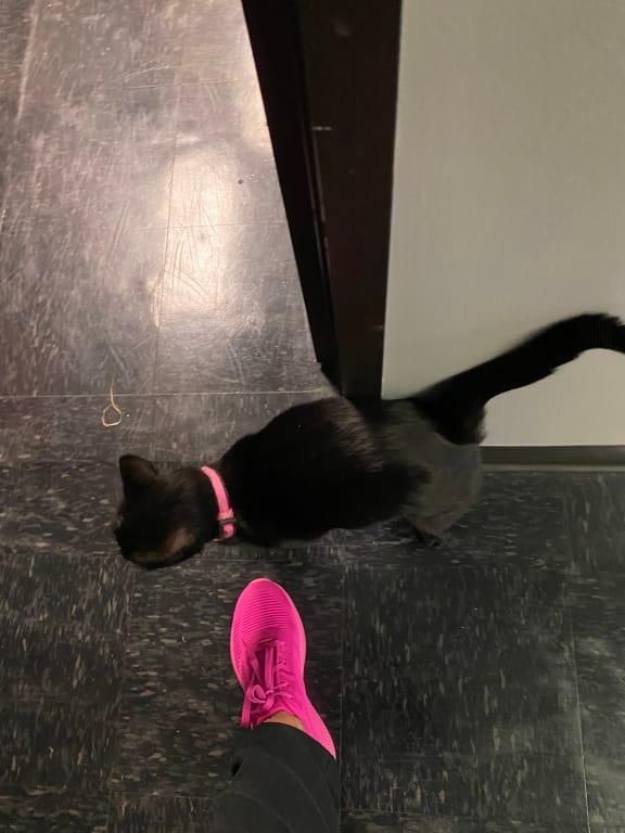 Little MEOWMEOW LOVES PINK