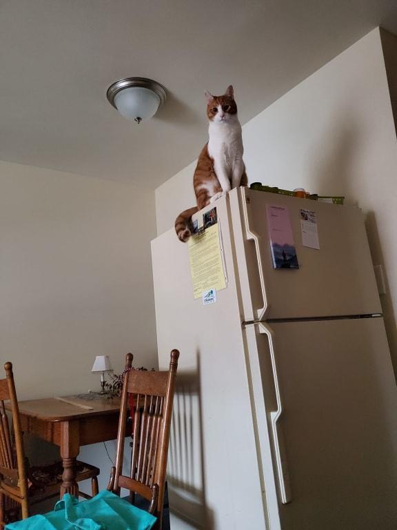 Guess who....and yep, fridge is still in the living room...