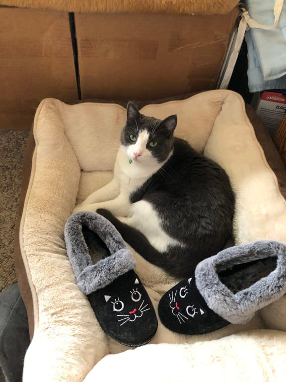 Simi, sharing her bed with moms new slippers