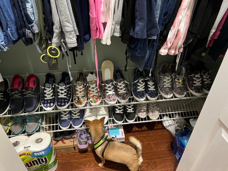 Even my Puppy Archie, Loves Bob's by Skechers !!