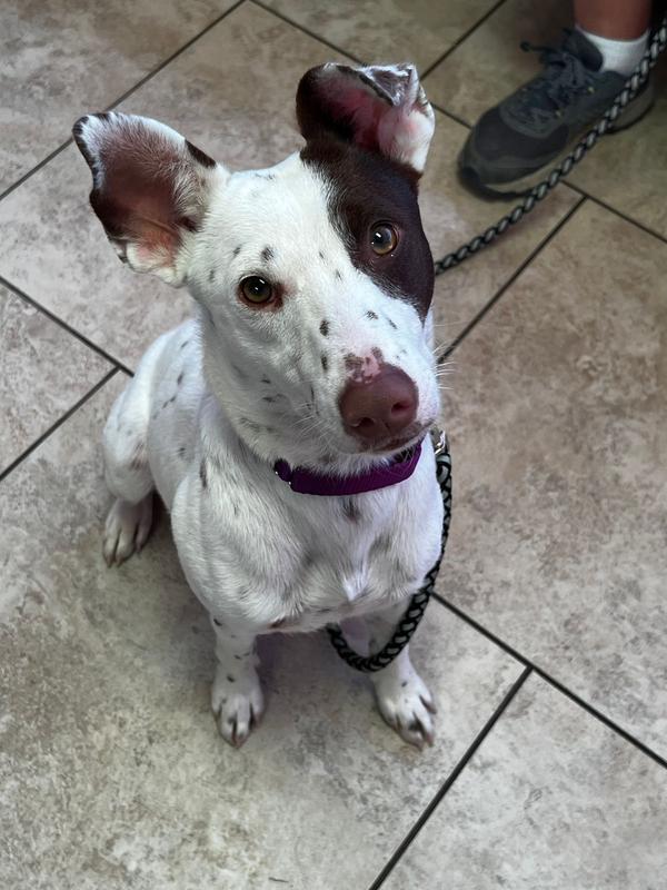 Skout's Honor Probiotic Daily Use Deodorizer Lavender for Dogs, 8 fl