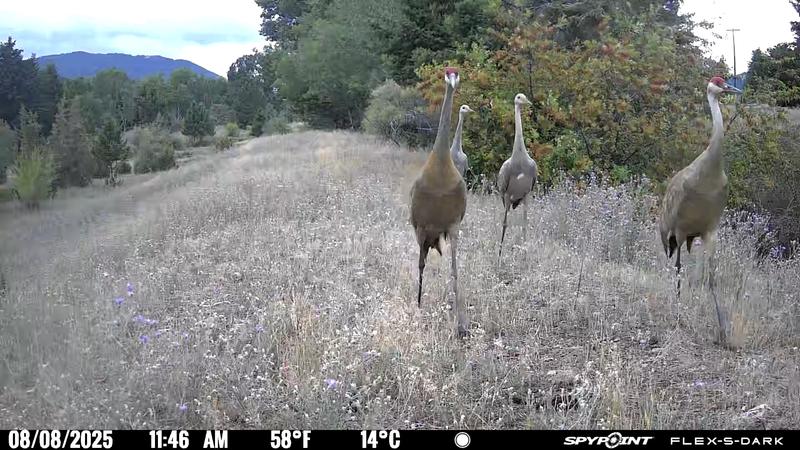 Crane family on the move