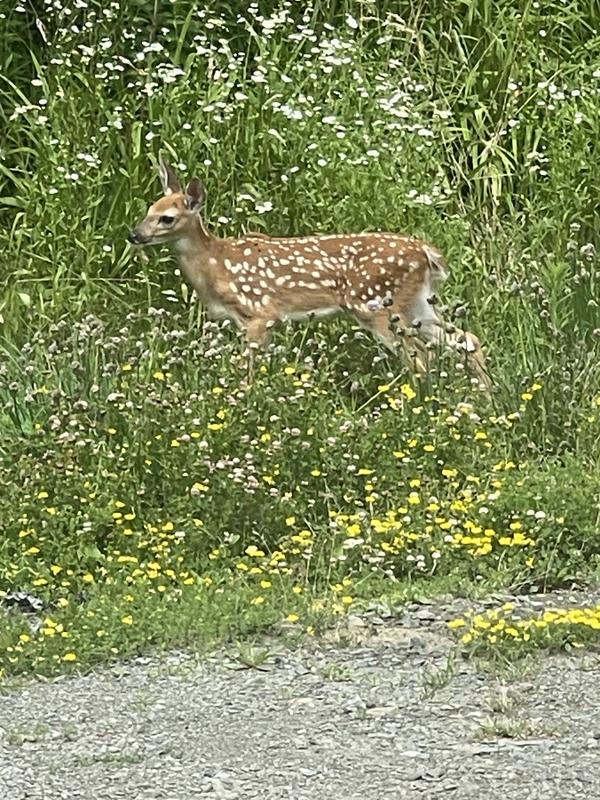 Brand NEW FAWN ❗️