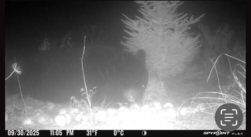 Marinating himself with my apples