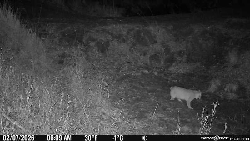 Cat at a culvert set caught 2 at that location.