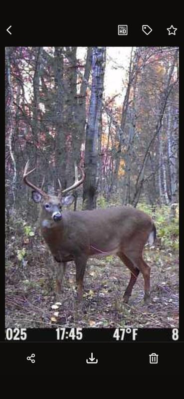 Beautiful buck