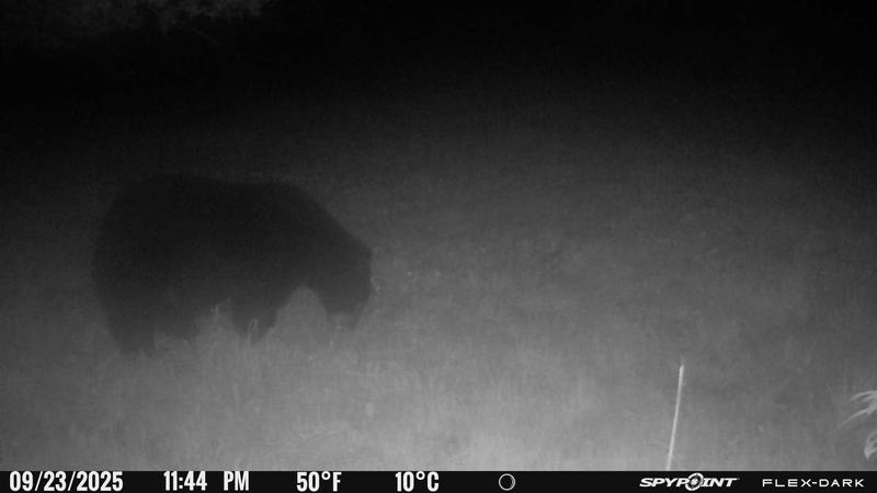 Big bear in a foggy food plot