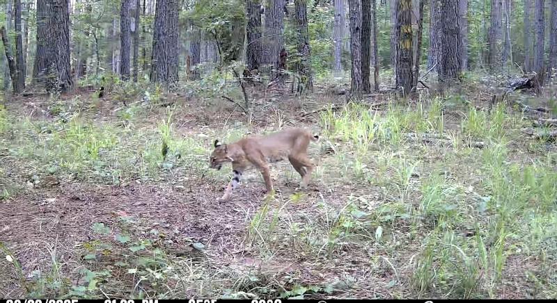 Photo - commentaire&nbsp;2.