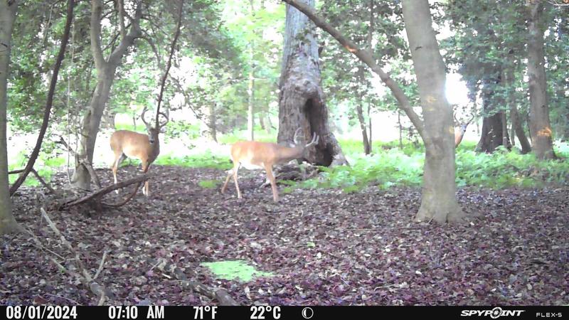 Deer Spypoint First Transfer Time FLEX-S