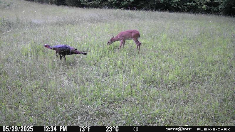 Synchronized  action