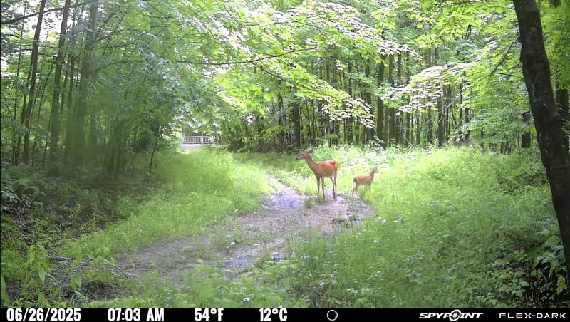 Morning doe and fawn