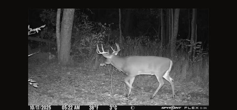 Nice 8 point going to let him walk 1 more year