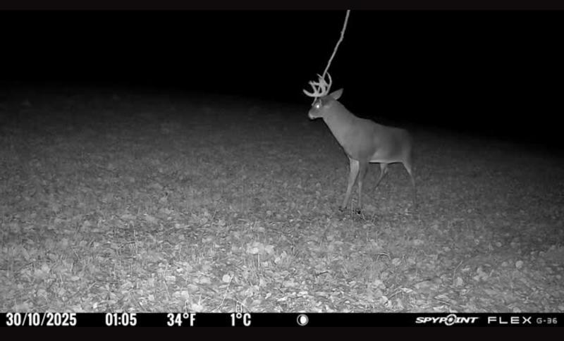 Whitetail-big Buck