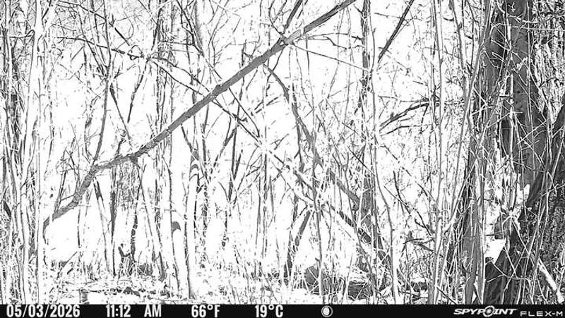 should be on a grouse drumming log, but got over 2k images like this or all whited out