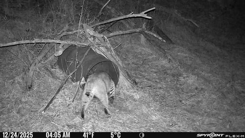 Pre season cat checking on a cubby.