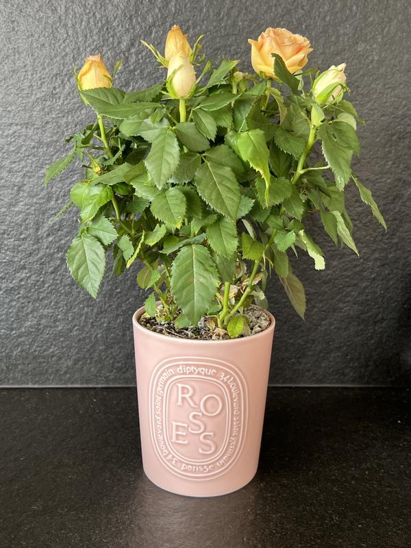Repurposed Diptyque "Rose" candle pot