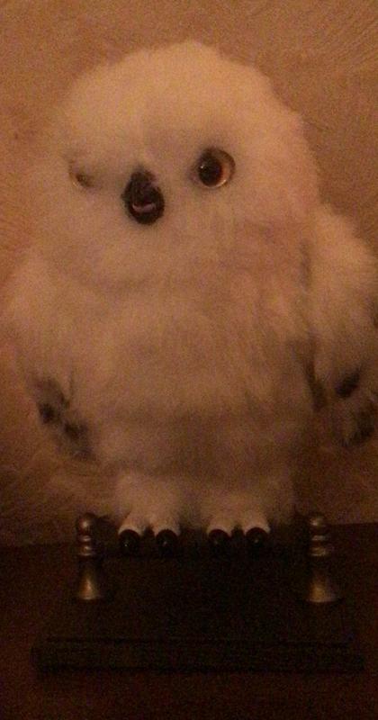 Hedwig 4