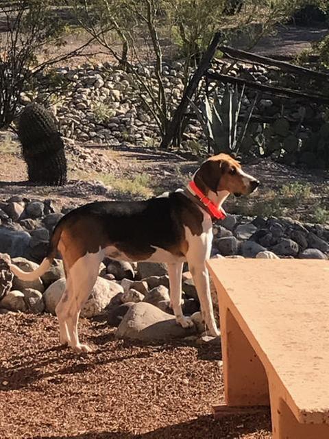 Me keeping my Queendom protected and also being trained with my Sportdog Collar